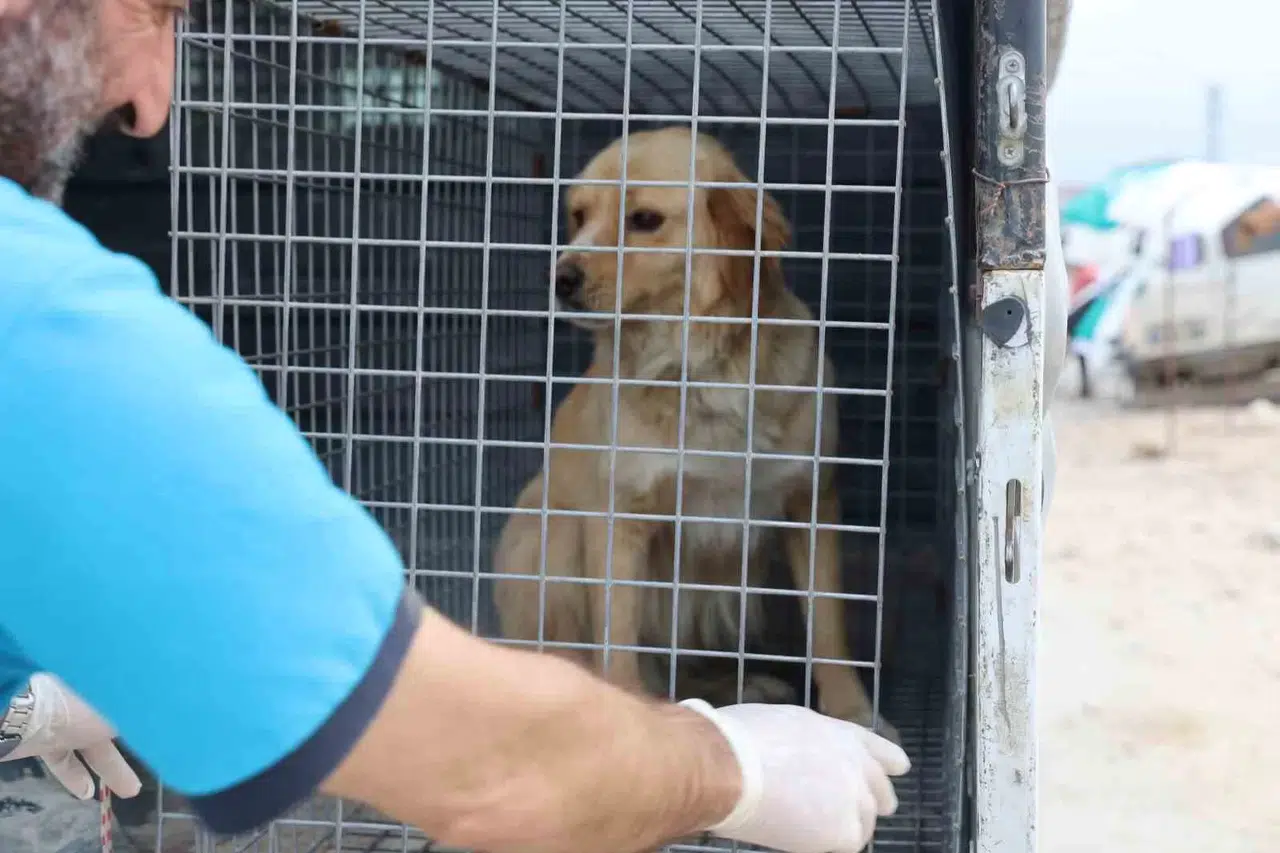 Vefatla Sonuçlanabilen Kuduzla İlgili Veterinerden Aşı Uyarısı
