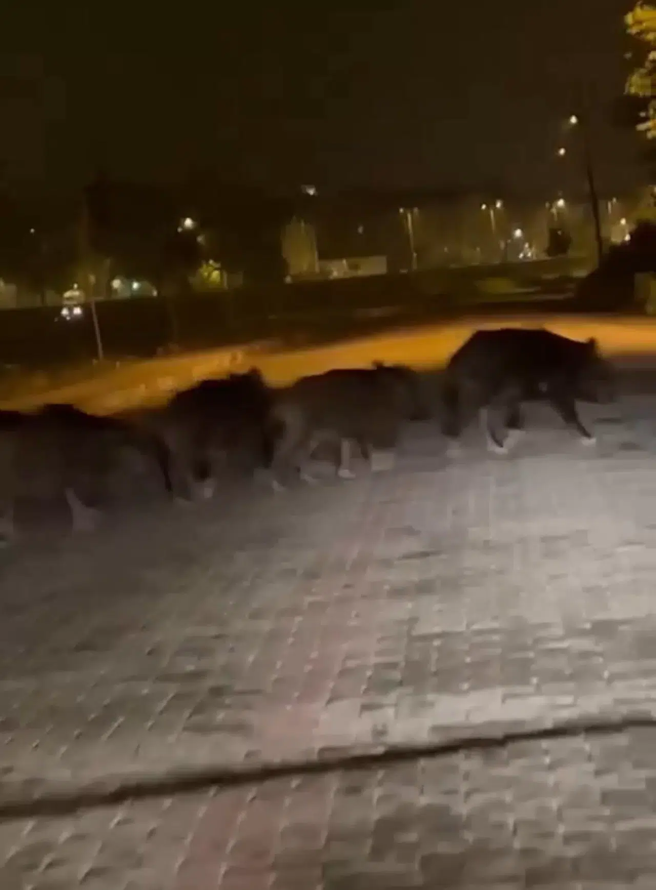 Zonguldak’ta Aç Kalan Domuz Sürüsü İlçe Merkezine İndi