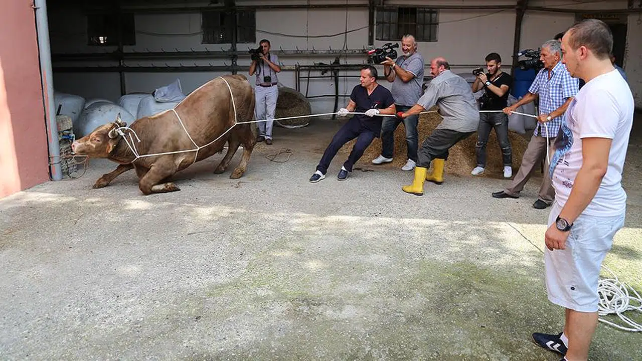 Kurban Keserken Dikkat, Ceza Yemeyin!