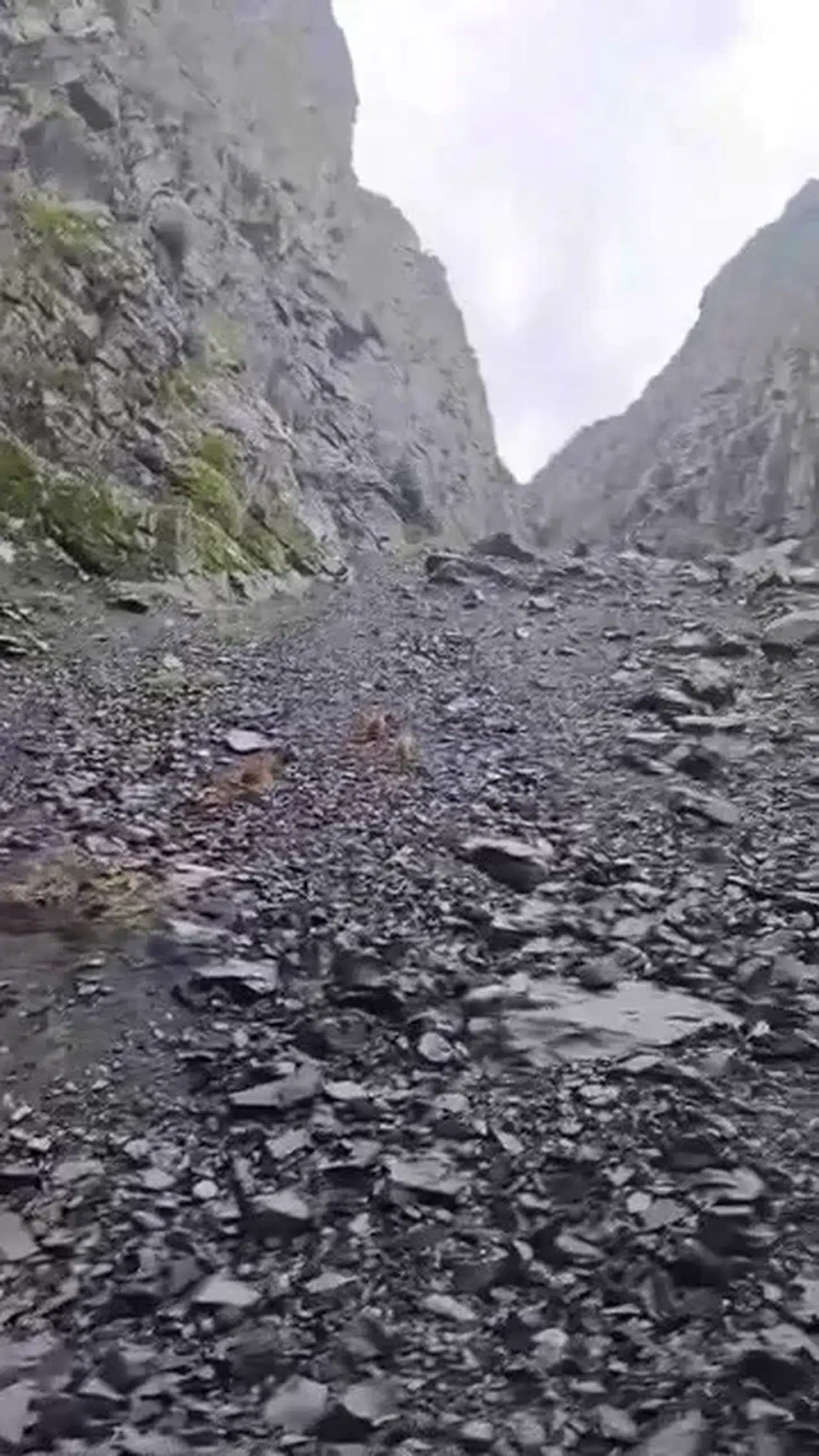 Ayı, Motosikletli Vatandaşları Bu türlü Kovaladı