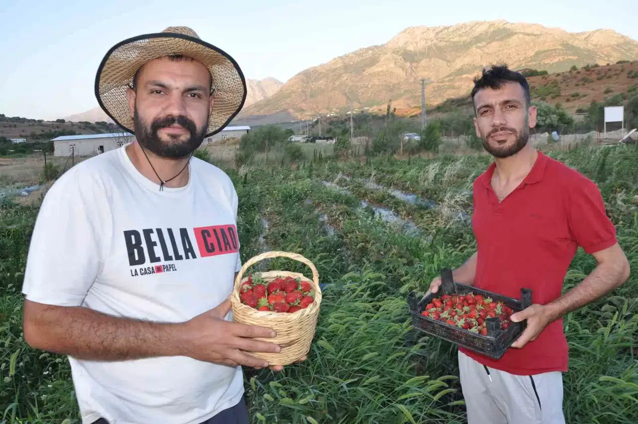 Devlet Takviyesiyle Tütüne Alternatif Olarak Ürettikleri Çilekleri Devletin Doruğuna Ulaştırmanın Memnunluğunu Yaşadılar