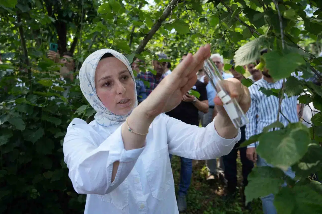 Kahverengi Kokarca ile Gayret: 14 Bin ‘Samuray Arısı’ Tabiata Salındı