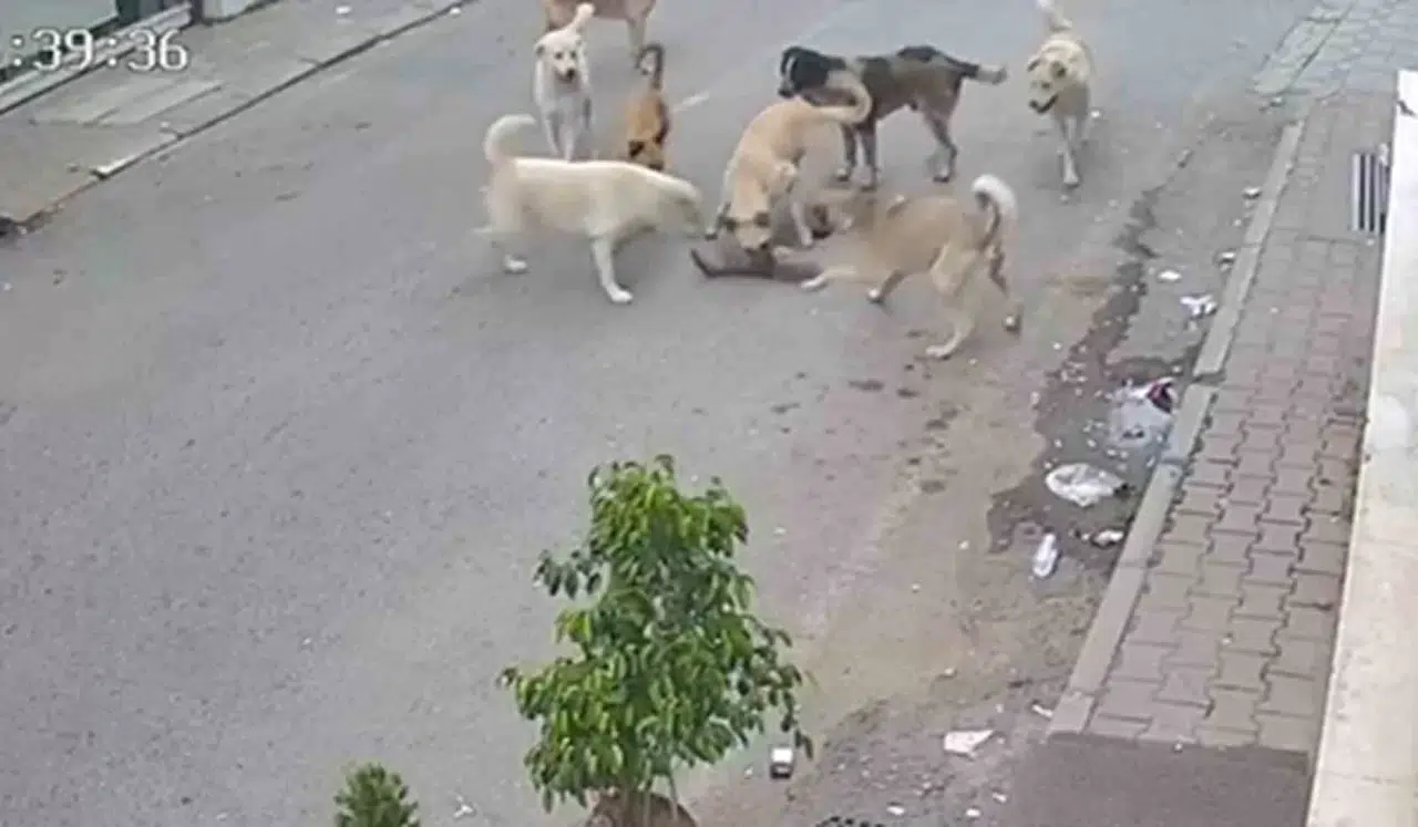 Kan Donduran İmaj: 8 Köpeğin Kediyi Telef Ettiği Anlar Kamerada