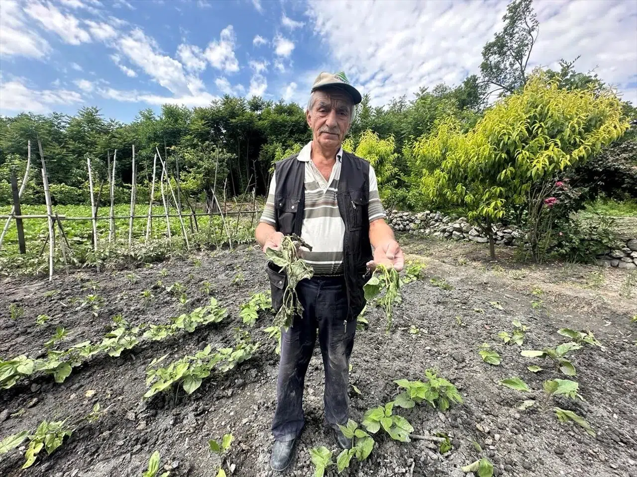 Kargı'da Domuzlar Sebze Tarlasına Zarar Verdi