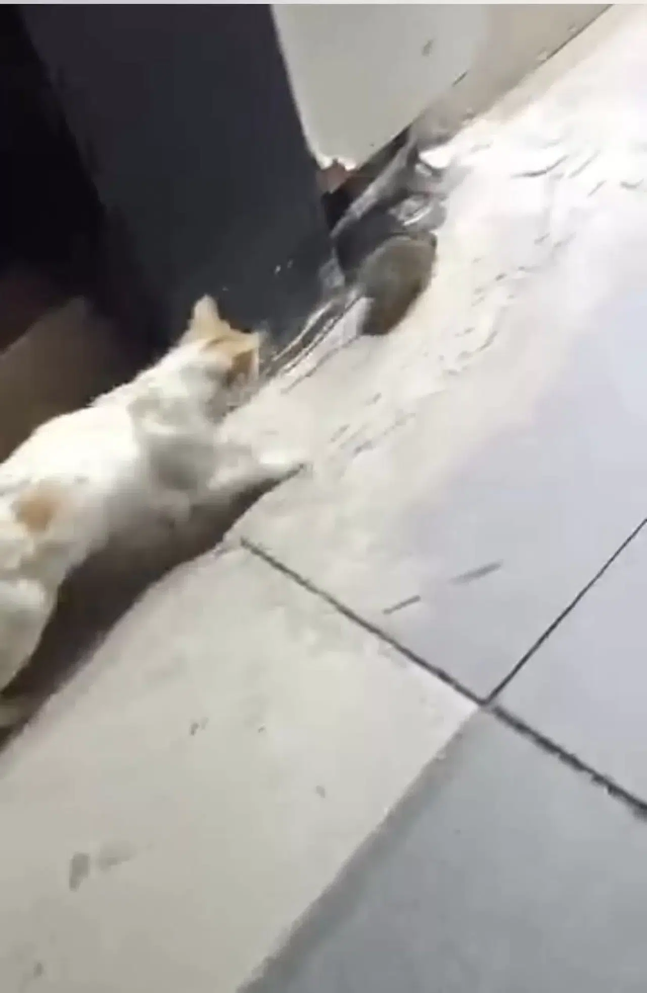 Kedinin Fareyle Oyunu İzleyenleri Gülümsetti
