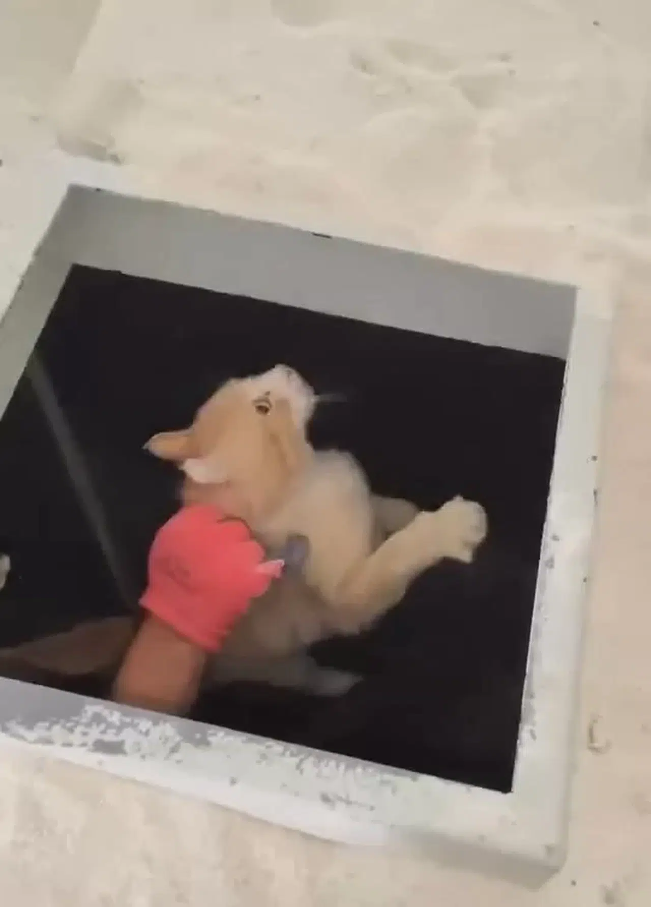 Kimyasal Makinesinin İçine Düşen Kedi Son Anda Kurtarıldı