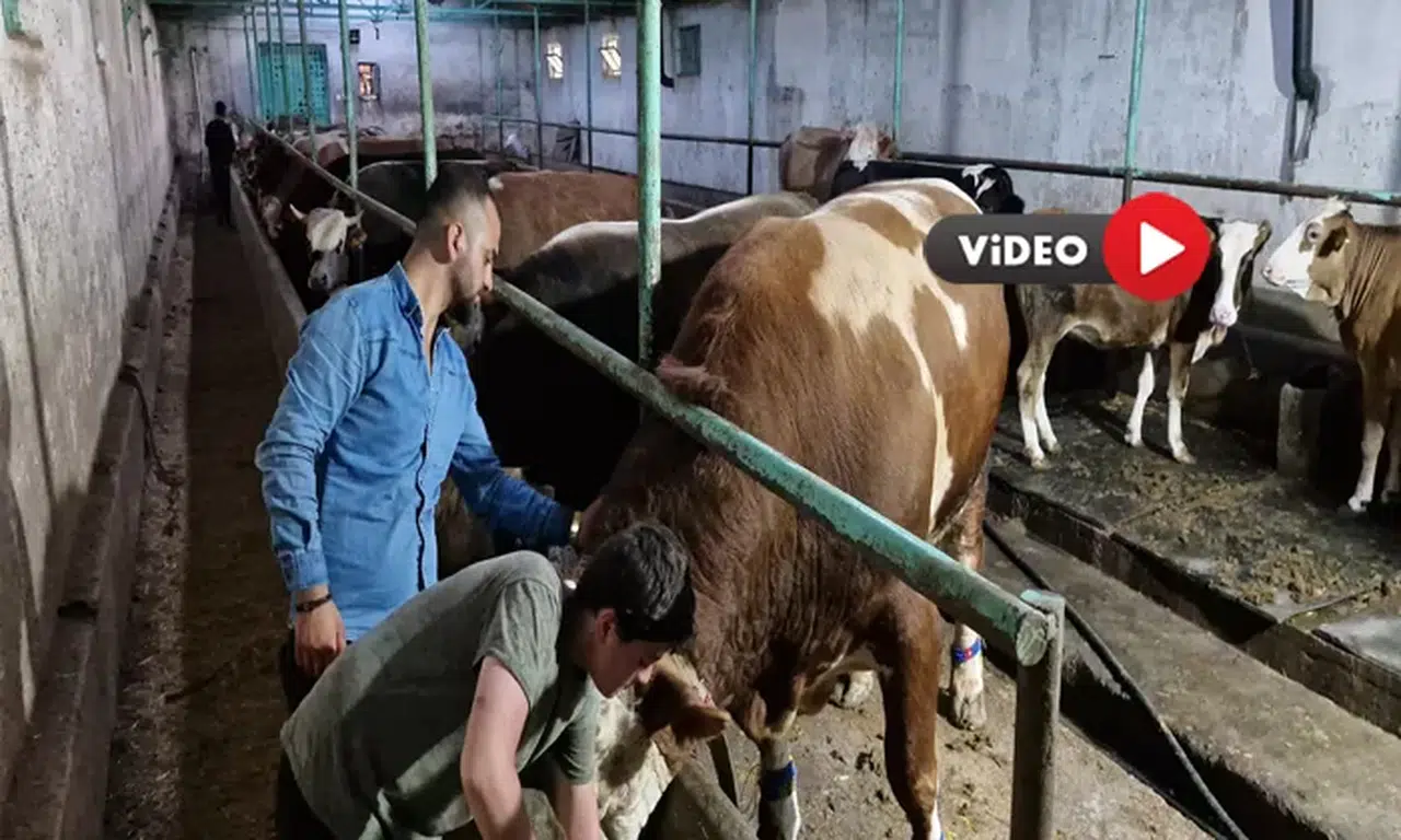 1 Tonluk ‘Paşa’ Alıcısını Bekliyor
