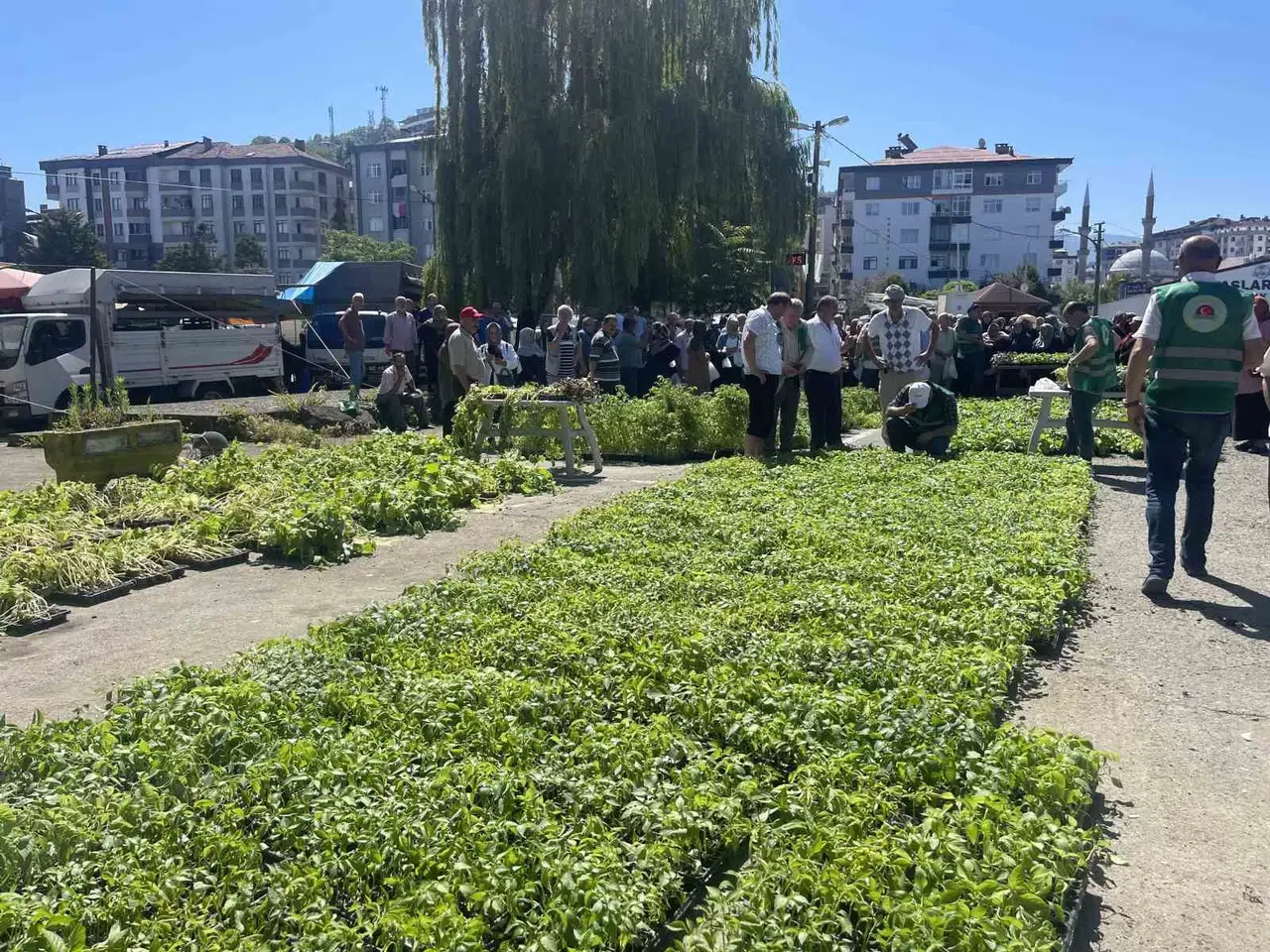 Rize’de Cet Tohumlarından Üretilen 40 Bin Zerzevat Fidanı Vatandaşlara Dağıtıldı