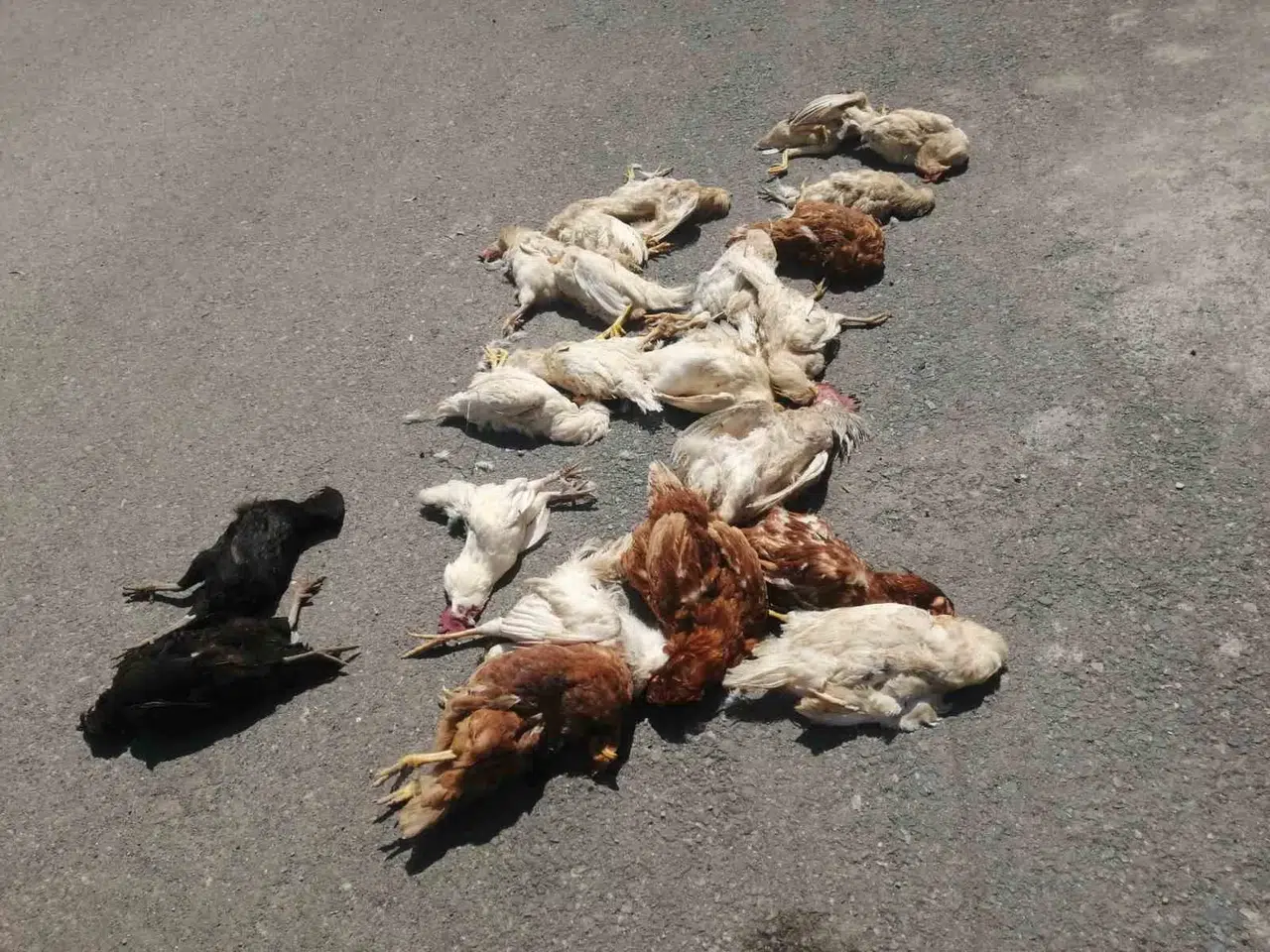 Sokak Köpekleri Kümes Hayvanlarını Telef Etti: ’Horozum Benim Çocuğumdu’ Diyerek Gözyaşlarına Boğuldu
