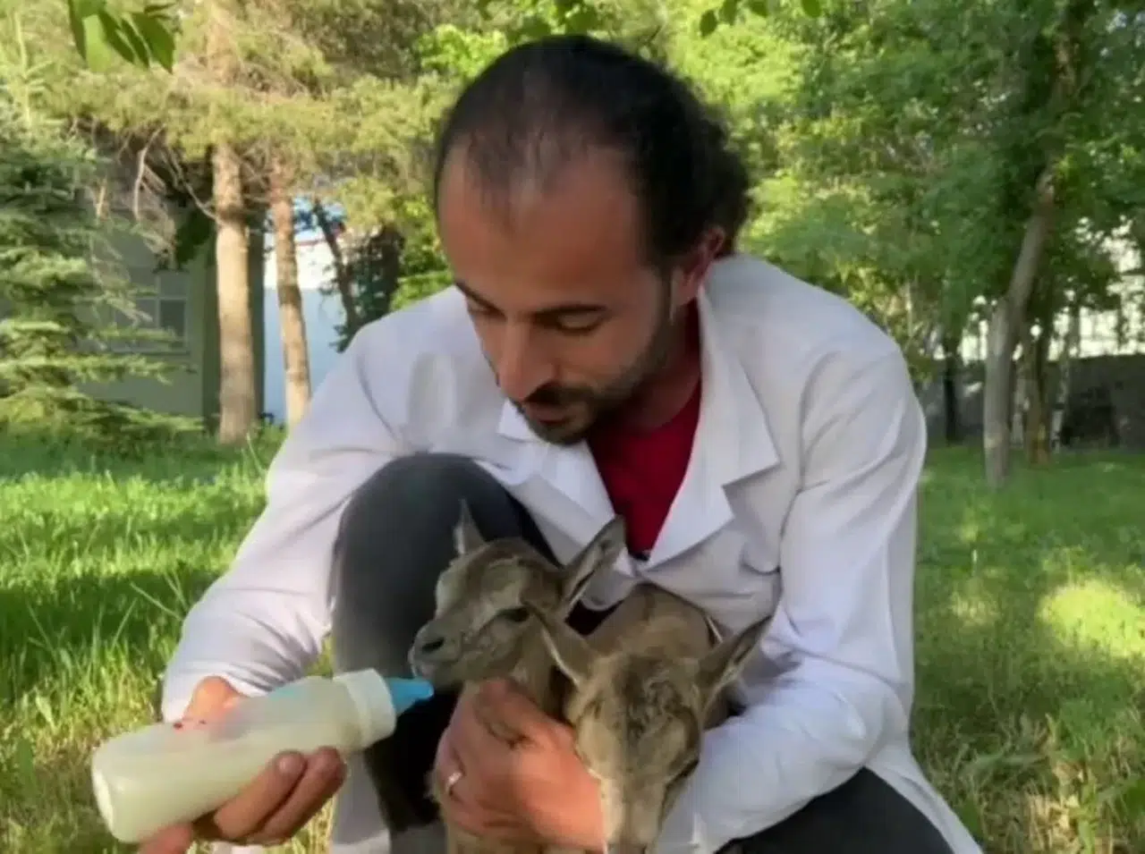 Yavru Yaban Keçilerinin Süt Kardeşliği