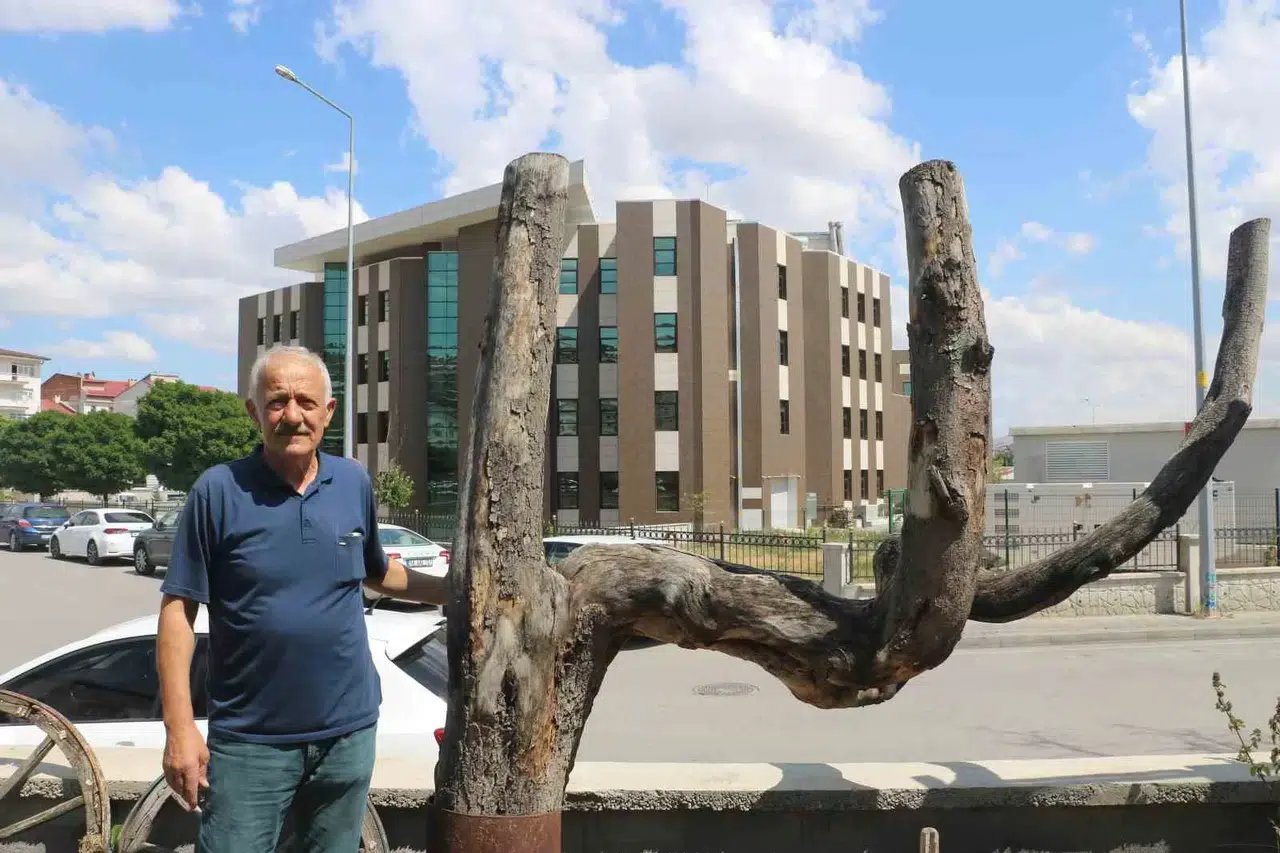 Biçimi Dikkatini Çekti, Kestirip Bahçesinde Yıllarca Koruma Etti