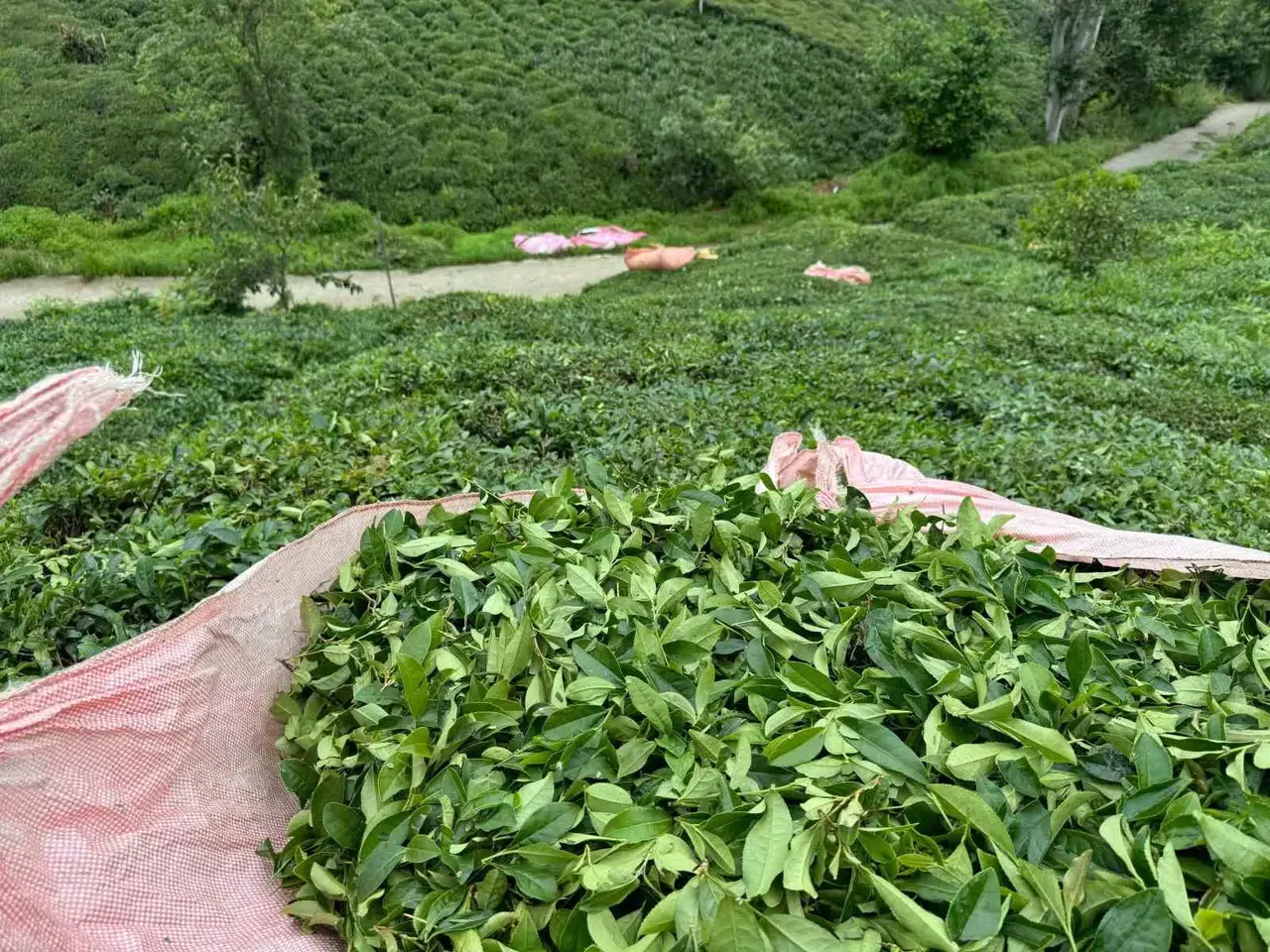 Çaykur 20 Kilograma Düşürdüğü Günlük Çay Alım Kontenjanını Tekrar 25 Kilograma Çıkarttı