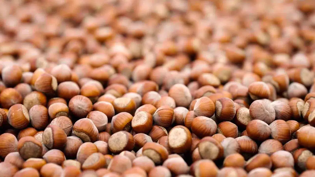 Ferrero Sürdürülebilir Fındık İçin Kaydettiği Güçlü İlerlemeyi ve Yeni Periyot Gayelerini Açıkladı