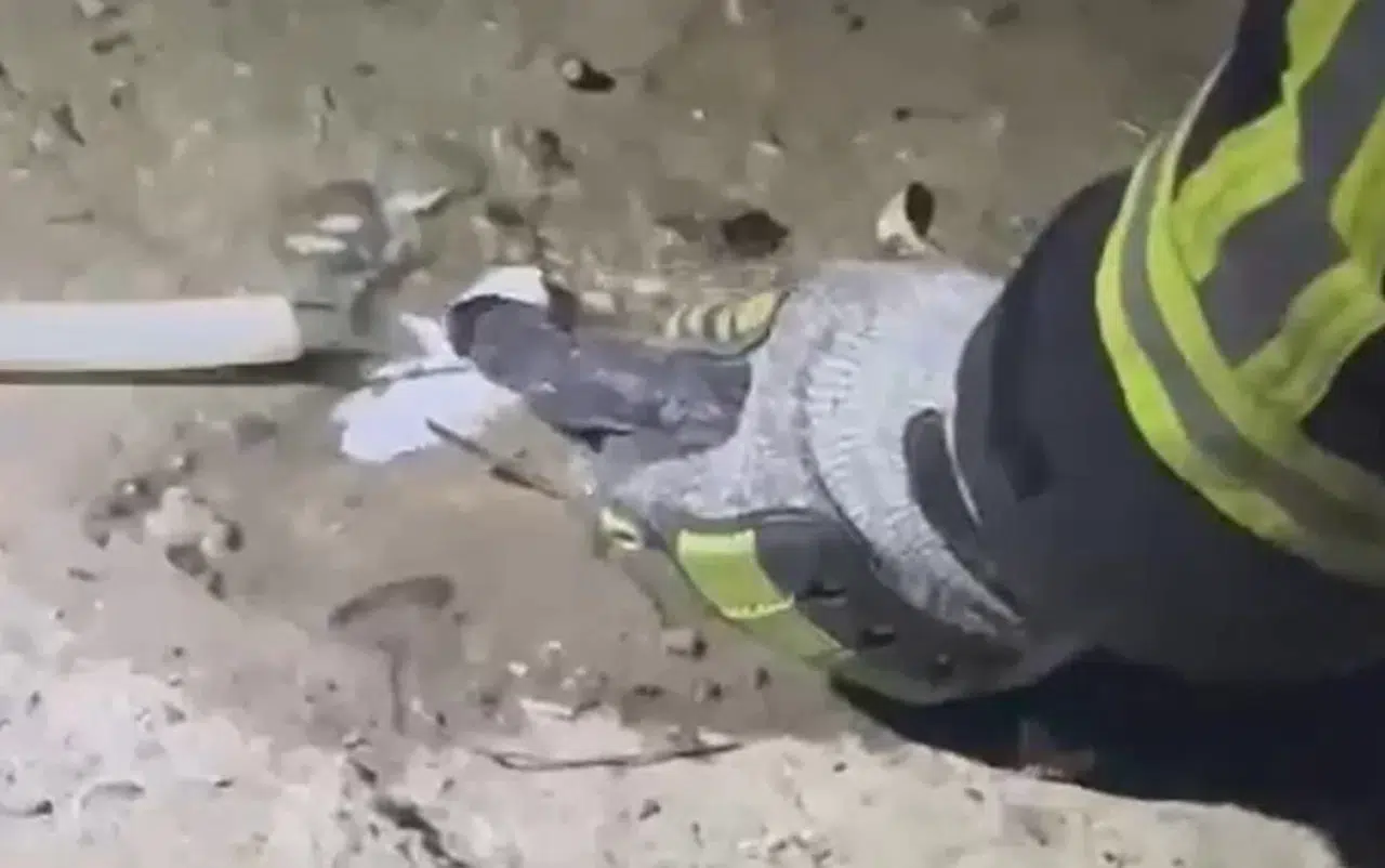 Fileye Dolanan Bir Buçuk Metrelik Yılanı Kurtaran İtfaiyeci, Yılana Su İçirdi