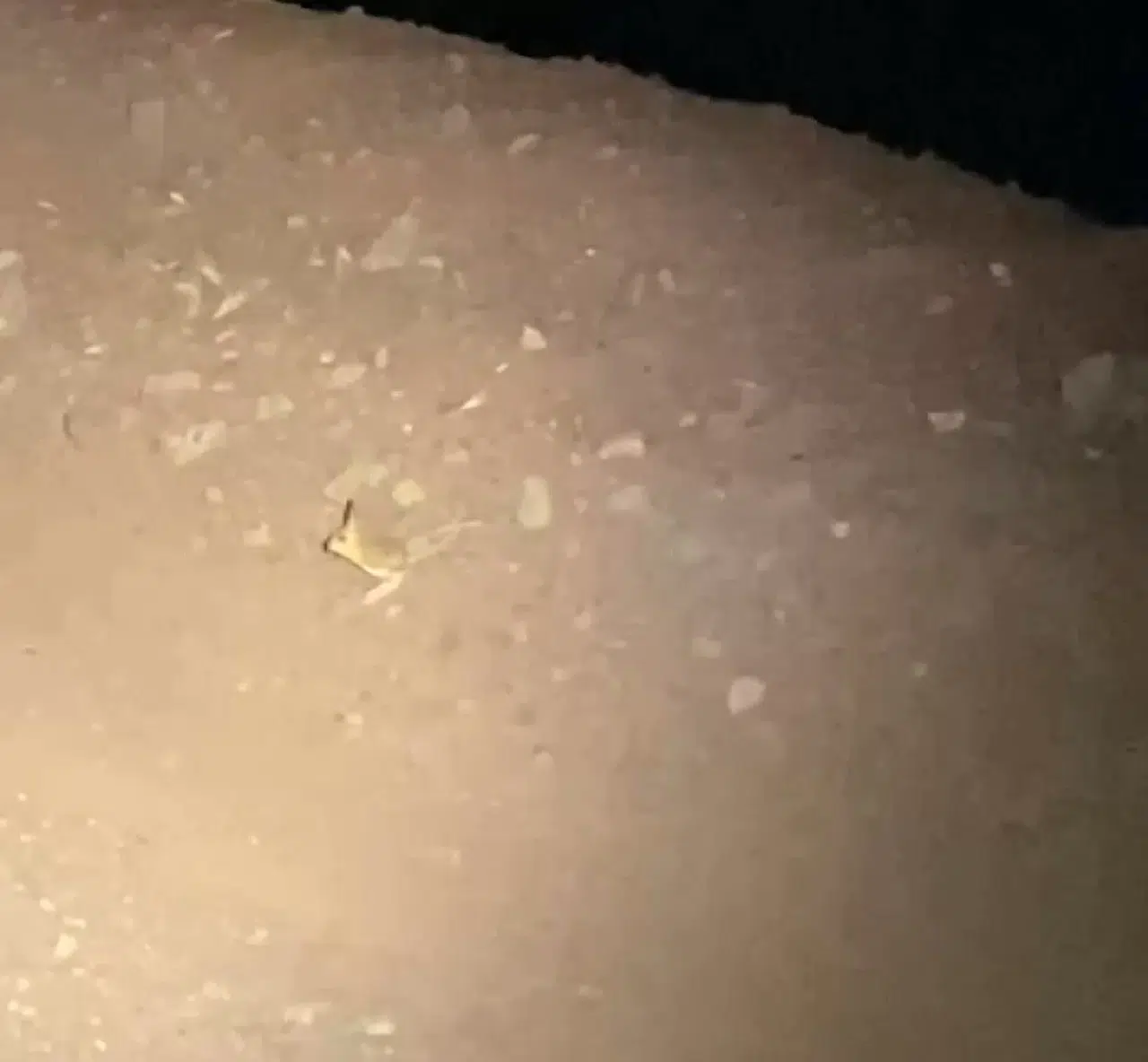 Iucn’nin ‘Kırmızı’ Listesinde Yer Alan Kanguru Faresi Adıyaman’da Görüldü