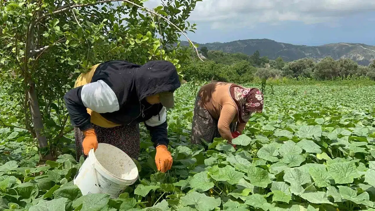 Kavurucu Sıcakta 700 TL Yevmiyeyle Yapılan Kuvvetli Hasatta Salatalık Tarladan 5 TL’den Alıcı Buluyor