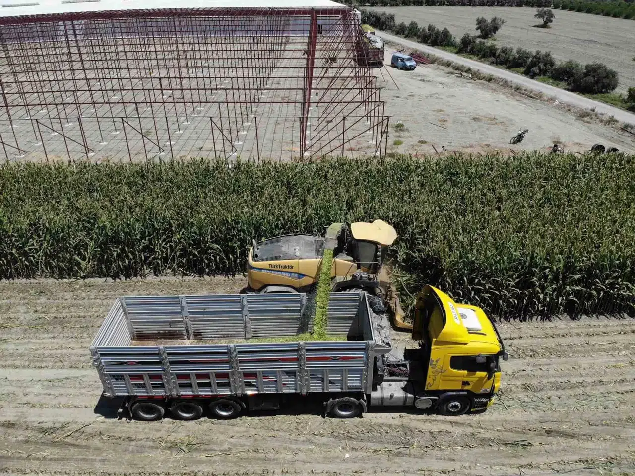 Silajlık Mısırda Kavurucu Sıcakta Güçlü Hasat