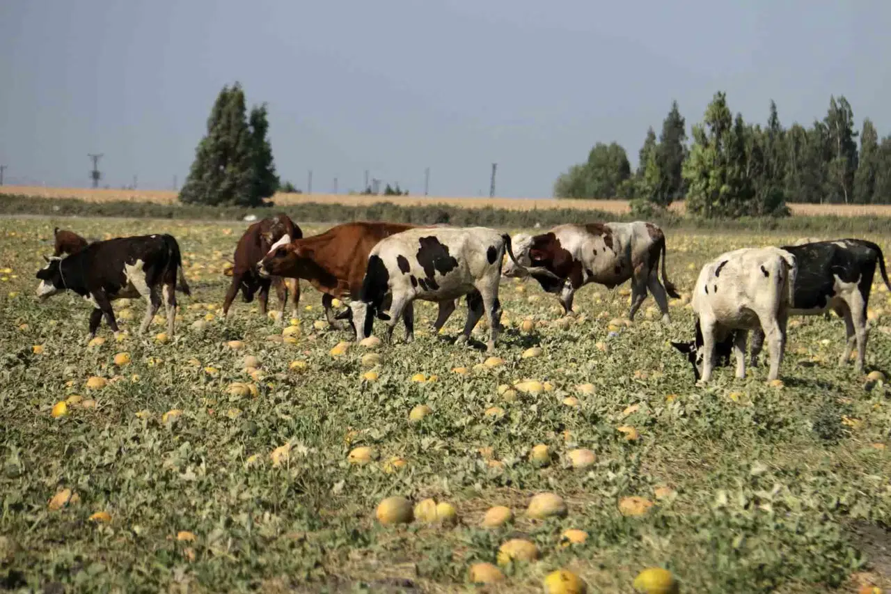 300 Dönüm Yerdeki Kavunu Hayrına Bırakmıştı, Toplanmayan Binlerce Kavun Hayvanlara Yem Oldu