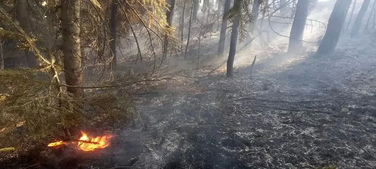 Orman Yangını Çıktı, Büyümeden Söndürüldü