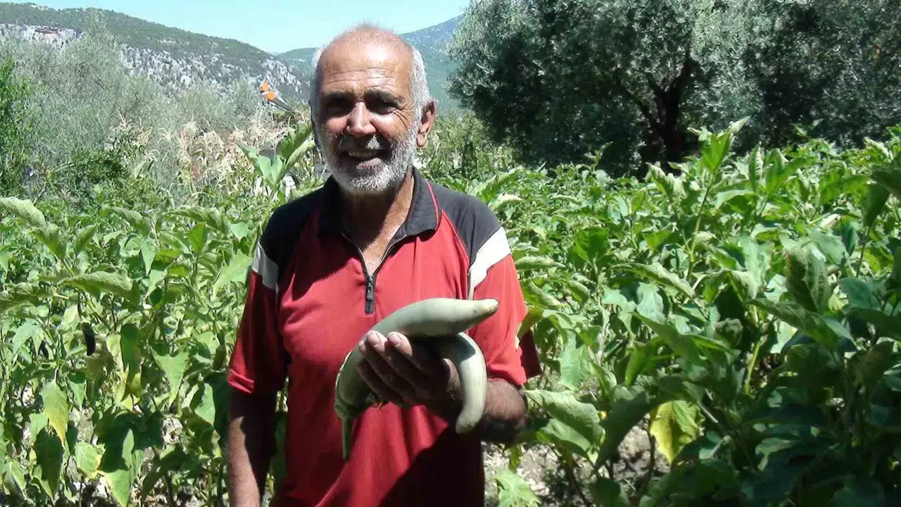 Antalyalı Çiftçi Cet Tohumlarıyla 52 Santimetre Uzunluğunda Patlıcan Yetiştirdi