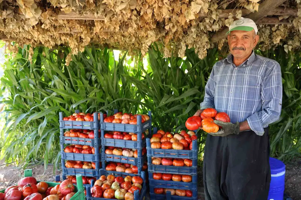 At ve Katırlarla Domates Hasadı
