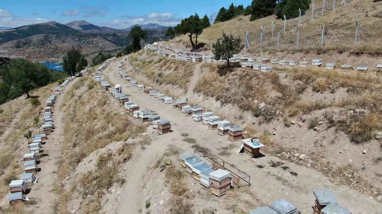 Binbir Zahmetle Üretiliyor, 100 Gramı 2 Bin 500 Liradan Alıcı Buluyor