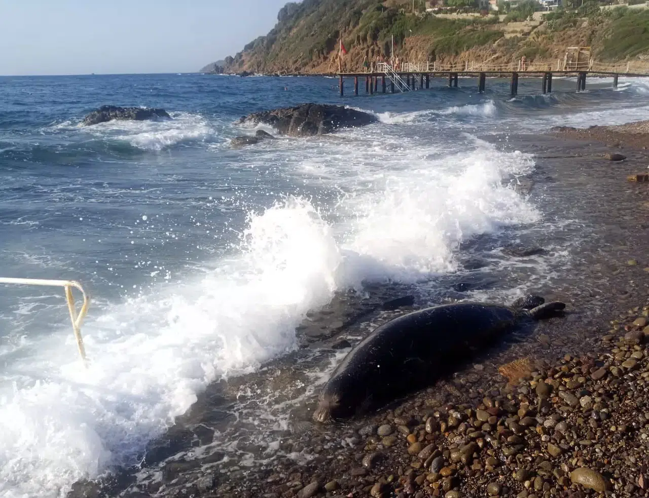 Bodrum’da Üzücü Anlar: 50 Metre Açıldı, Aykırı Dönüp Kıyıya Vurdu