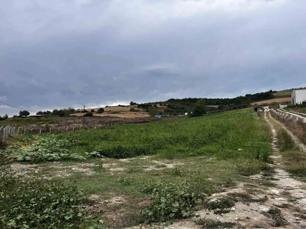 Çatalca’da Kavun Tarlalarına Dadanan Domuzlar Çiftçileri Canından Bezdirdi