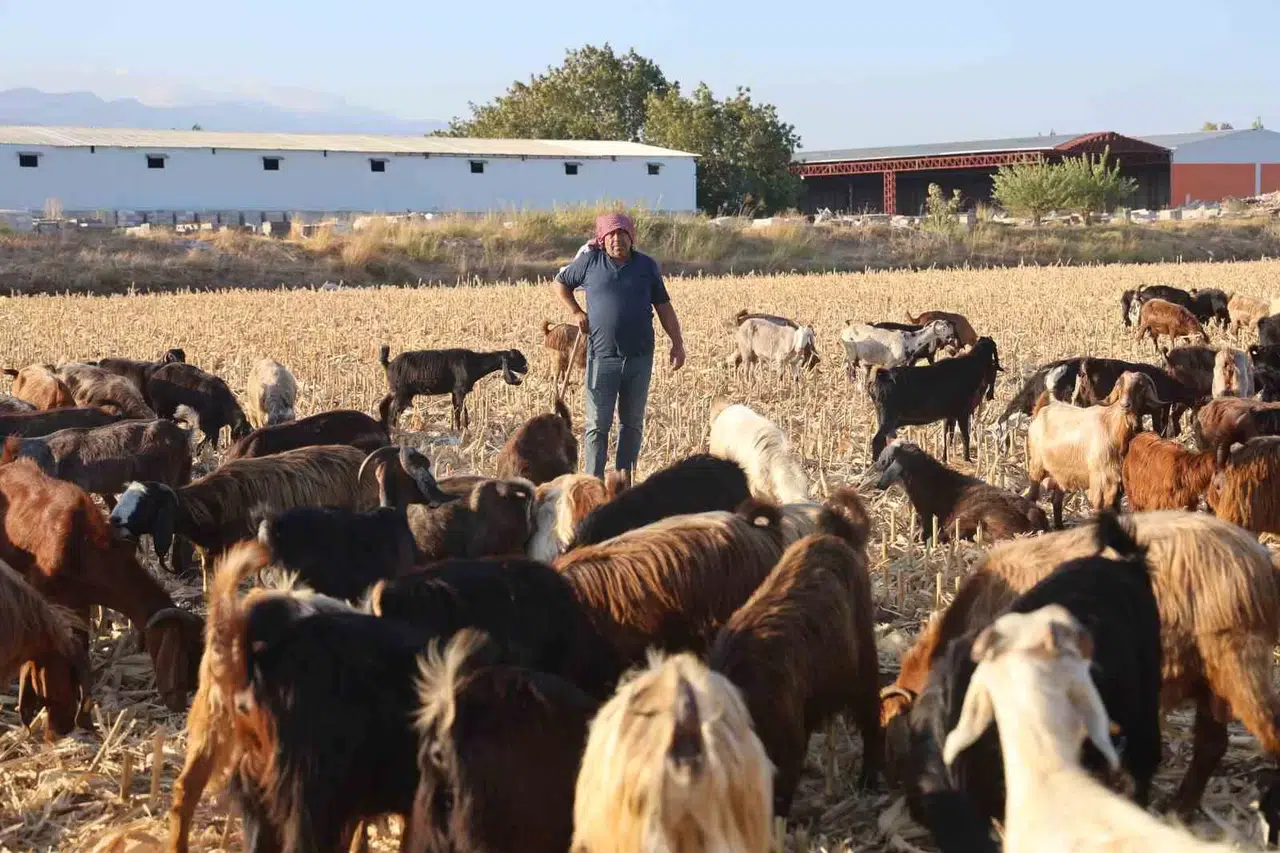 Çobanların Kavurucu Sıcakta Güçlü Mesaisi, Yüksek Maaş Talebi Çoban Bulmayı Zorluyor