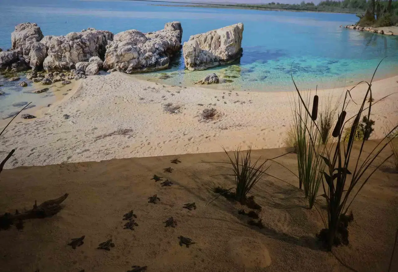 ‘Çukurova Biyoçeşitlilik Tanıtım Merkezi’ Ziyaretçi Akınına Uğruyor
