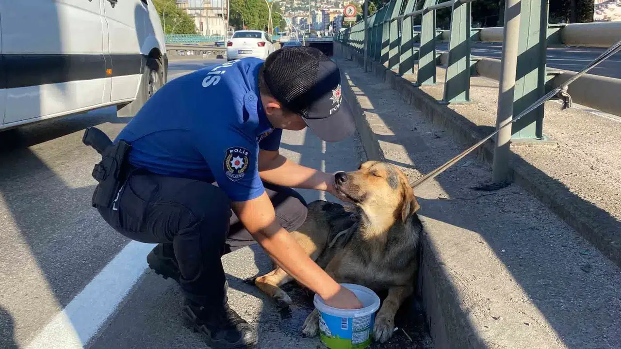 Dehşet Dolu Gözlerle Bekleyen Yaralı Köpeği Polis Kurtardı