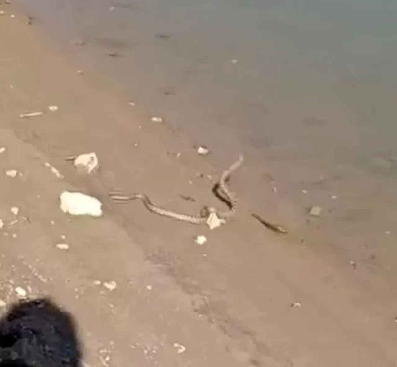Elazığ’da Yılanın Balık Avı Kamerada