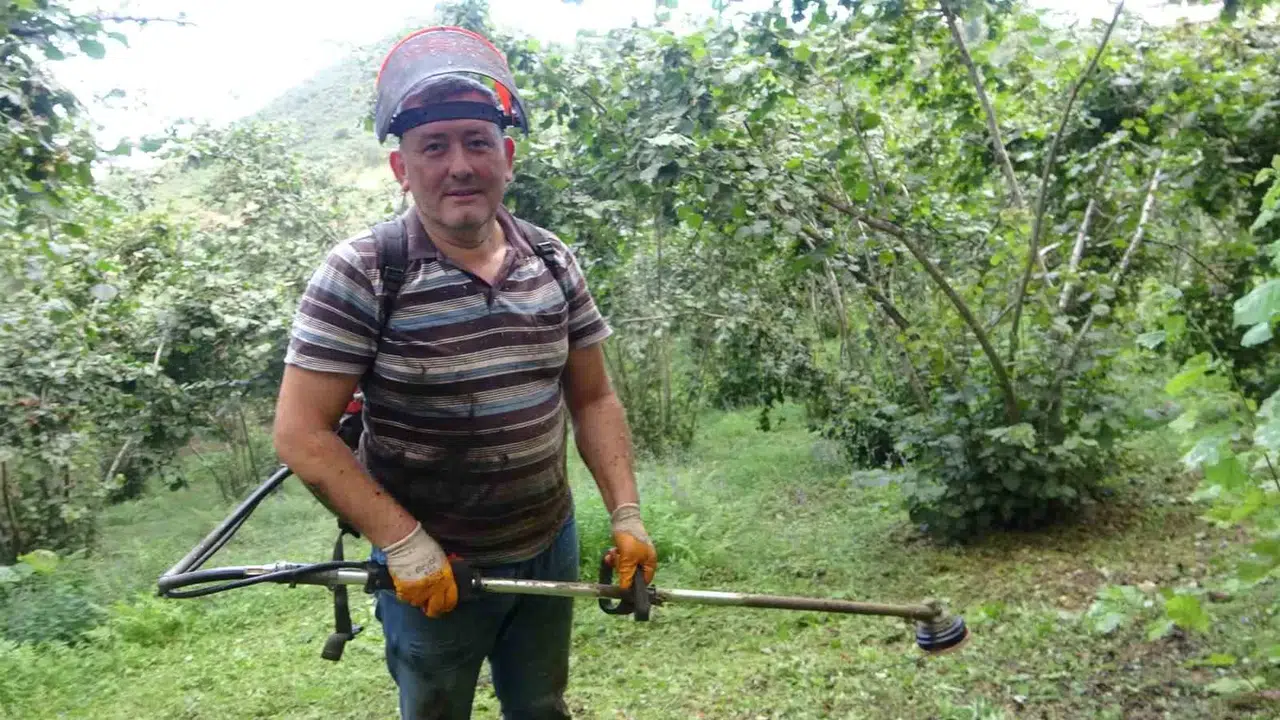 Giresun’da Fındık Üreticilerinin Yaklaşan Hasat Öncesi Bahçe Paklığı Mesaisi Başladı