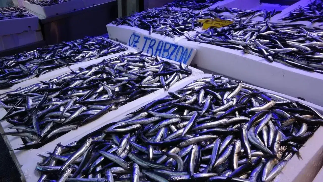 Hamside 400 Bin Tonluk Av Kotasına Balıkçılardan Reaksiyon