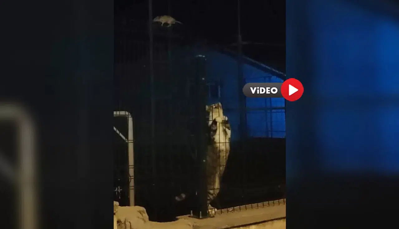 Kedi ile Farenin Tebessüm Ettiren Kovalamacası