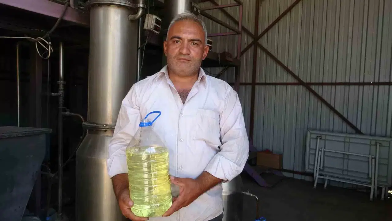 Lavantada Hasat Başladı: 60 Kilosundan 1 Kilo Çıkıyor, 600 TL’ye Satılıyor