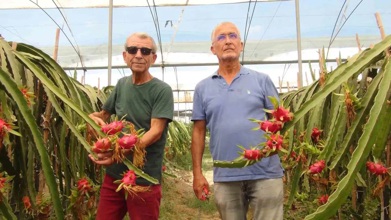 Mersin’de Tropikal Ejder Meyvesinde Hasat Devri