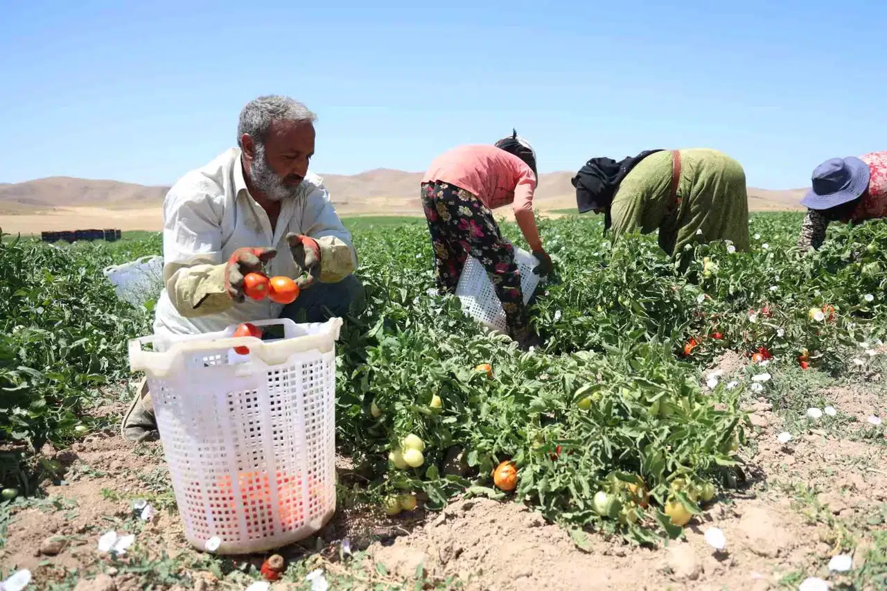 Mevsimlik Personellerin Sıcak Altına Ekmek Uğraşı