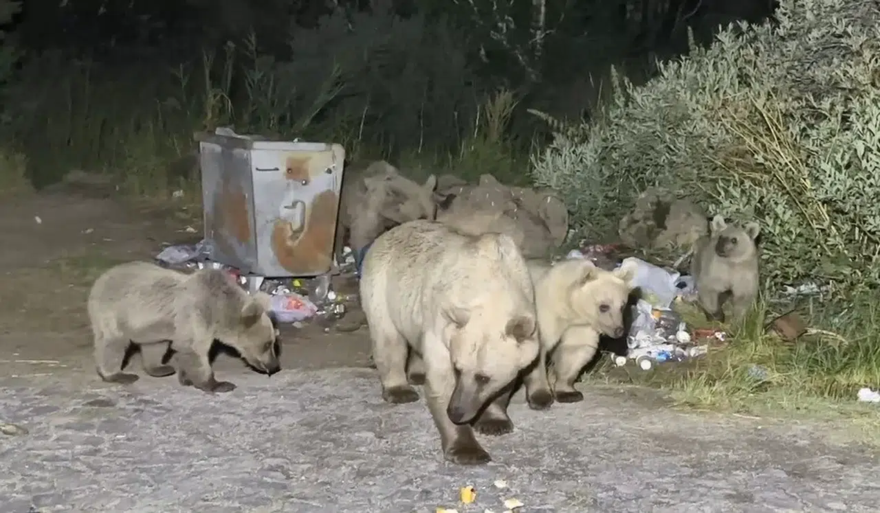 Nemrut’a Pikniğe Giden Vatandaşlar Ayı Sürprizi ile Karşılaşıyor