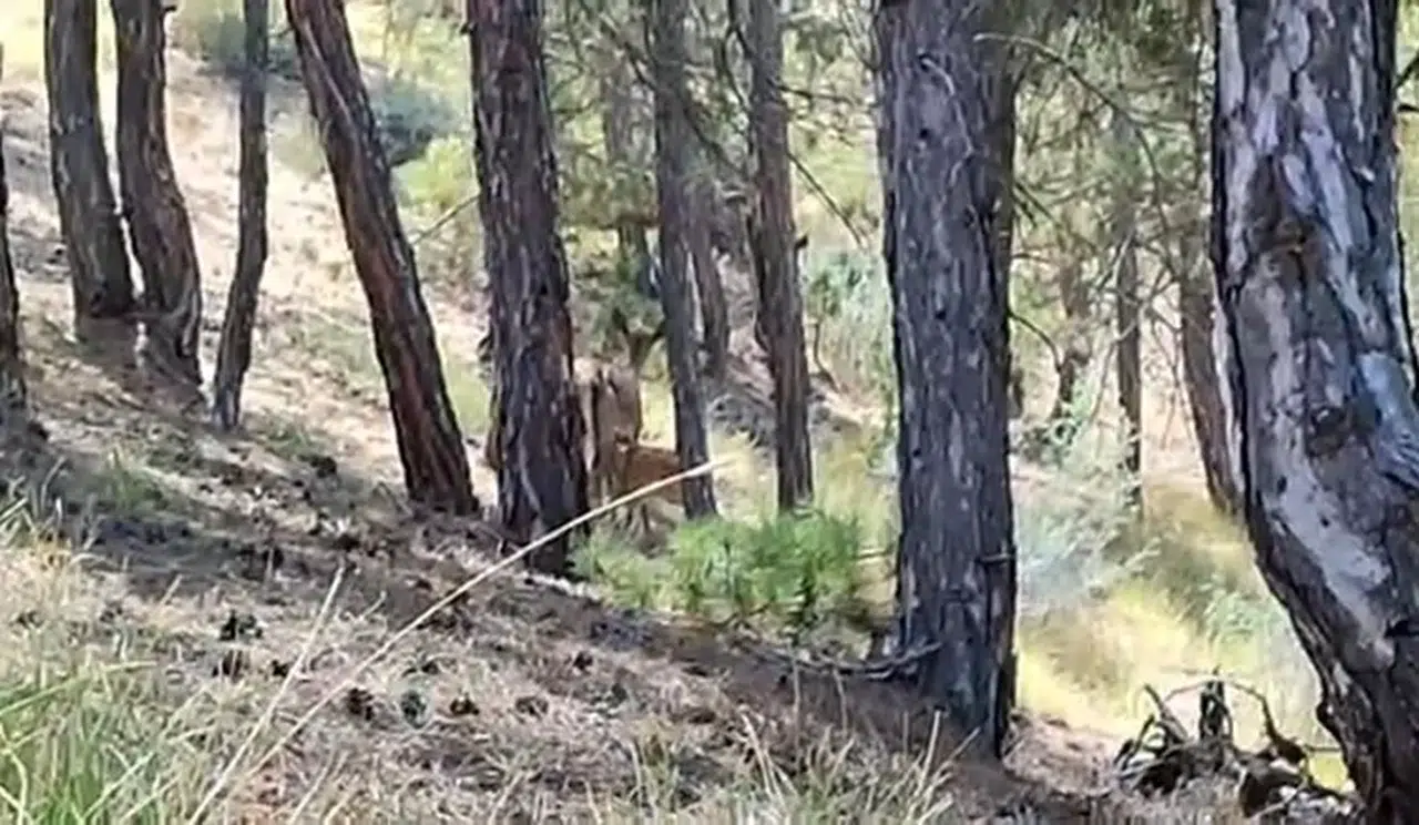 Salda Gölü Etrafına Bırakılan Kızıl Geyiklerin Yavrusu Beslenirken Görüntülendi