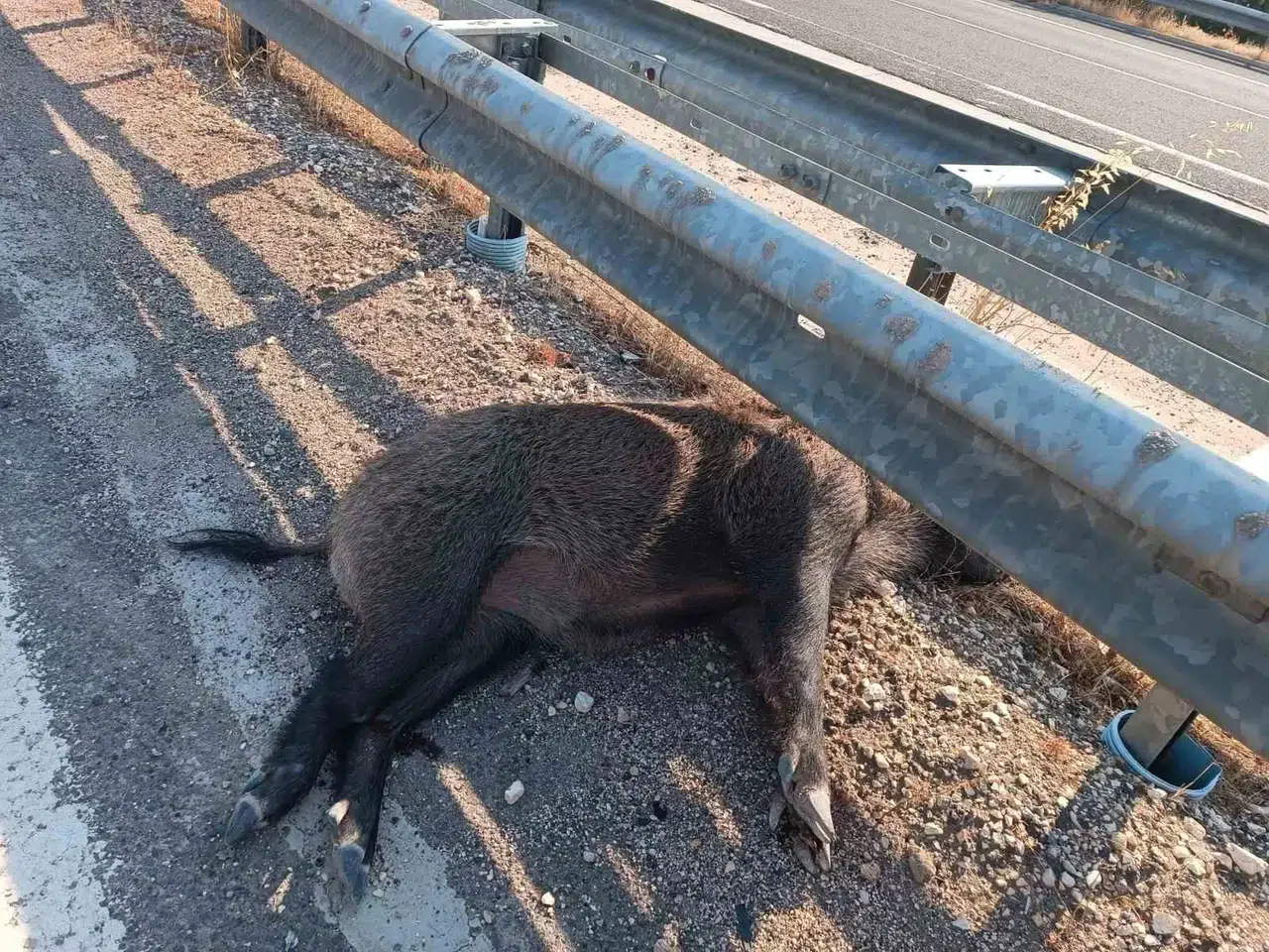 Şanlıurfa’da Aracın Çarptığı 2 Yaban Domuzu Telef Oldu