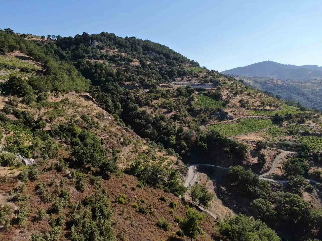Sıcaklıklar İzmir’de İncir Hasadını 10 Gün Erkene Çekti