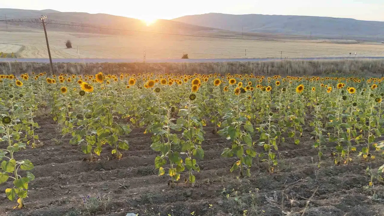 Sivas’ta Ayçiçek Üretiminde Rekor Artış