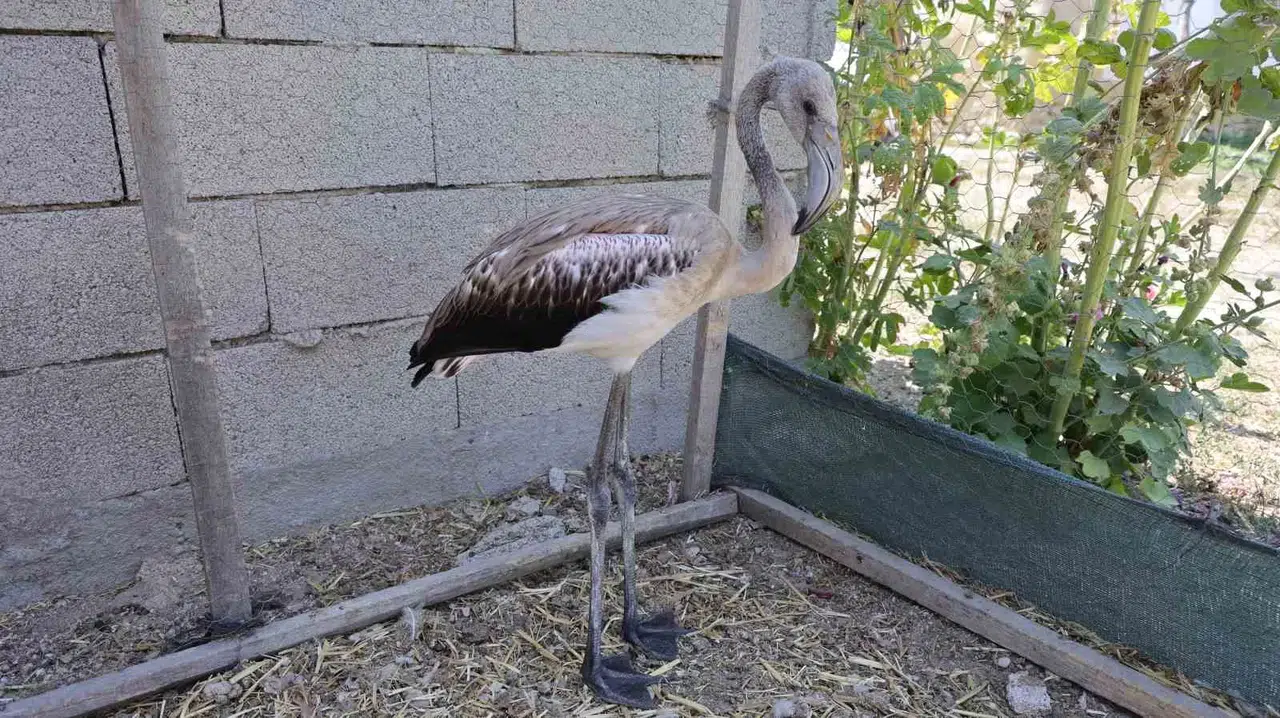 Sürüsüyle Uçarken Çiftliğe Düşen Yavru Flamingo Tuz Gölü’ne Bırakıldı