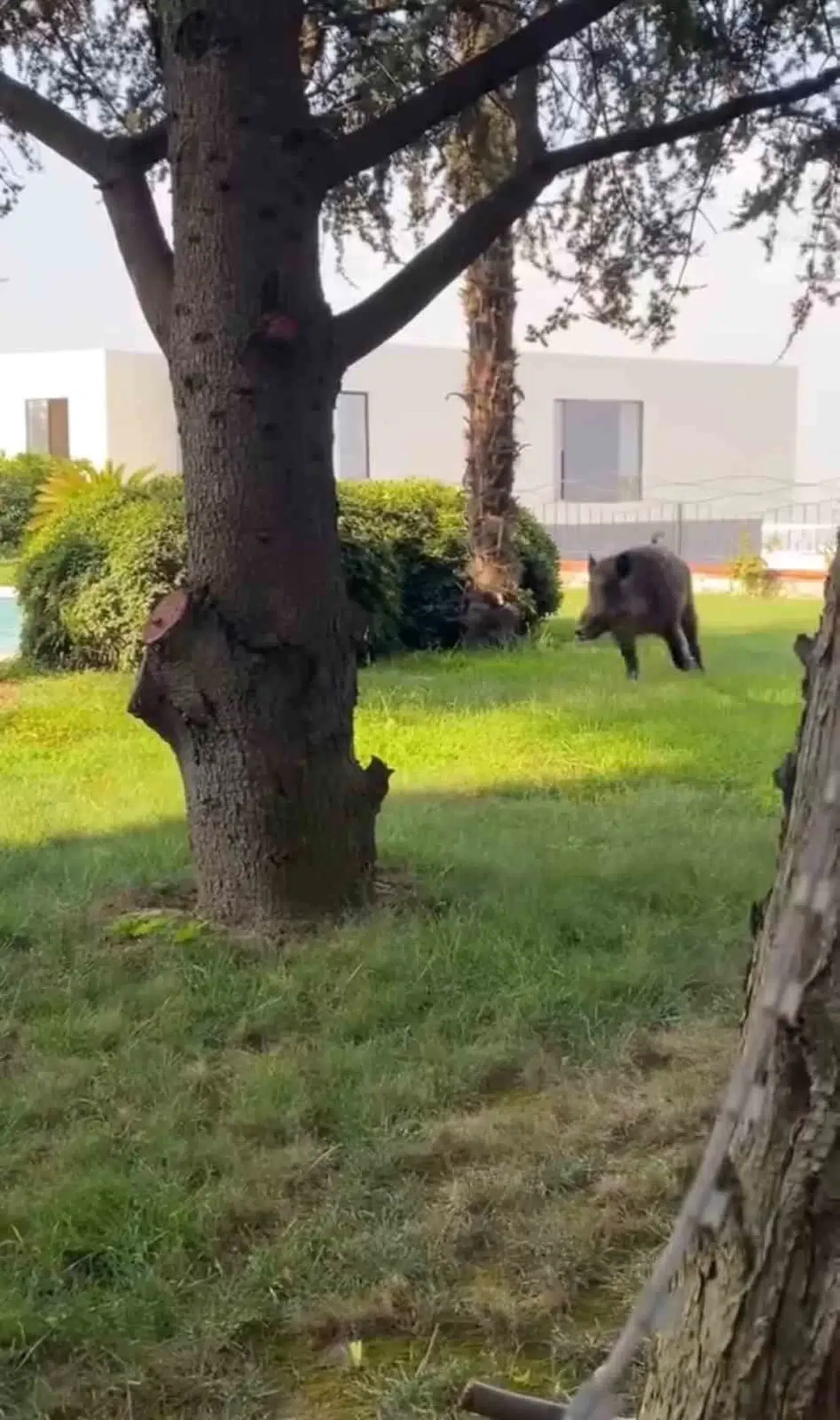 Villaya Kaçak Giren Domuz Havuza Bu türlü Düştü