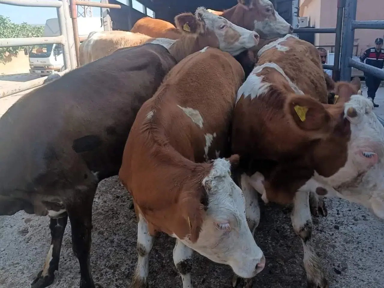 Anadolu’dan Trakya’ya Kaçak Hayvan Sevkine 91 Bin 323 TL Ceza