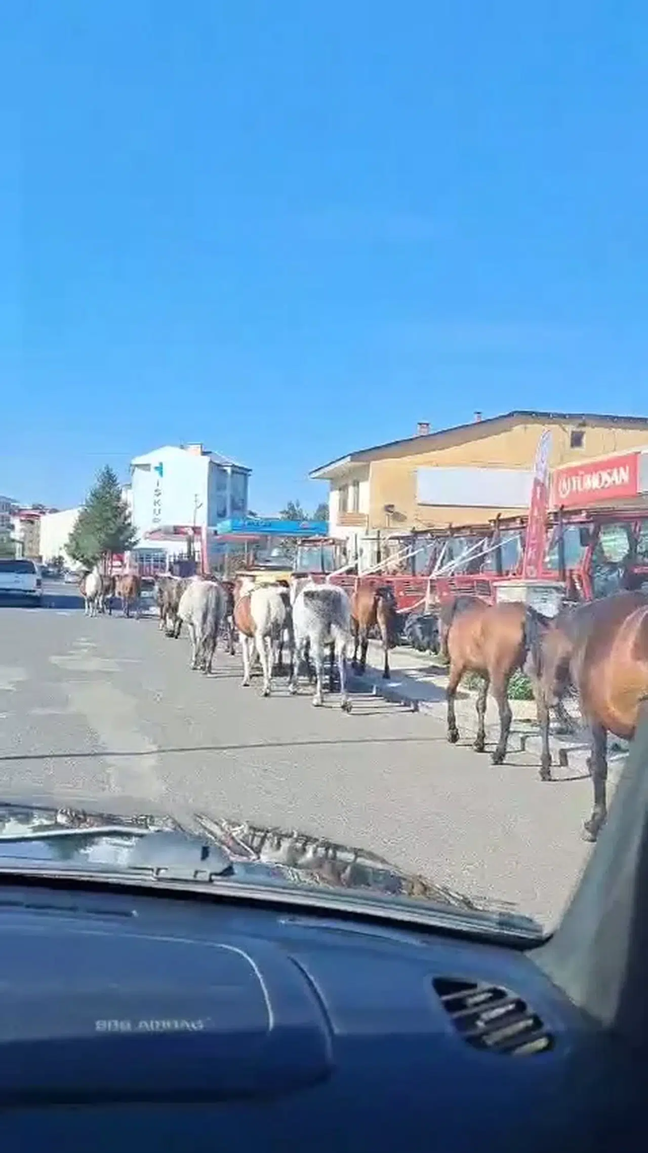 Ardahan’da Başıboş Atlar Sokak Ortasında Geziyor