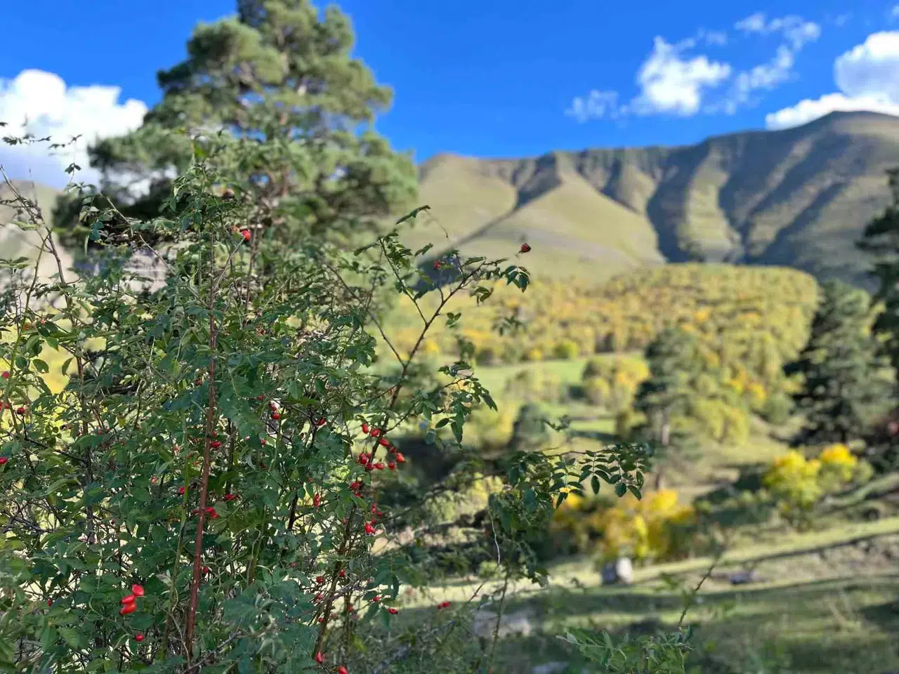 Artvin’de Sonbahar Birinci Bu Köye Uğruyor