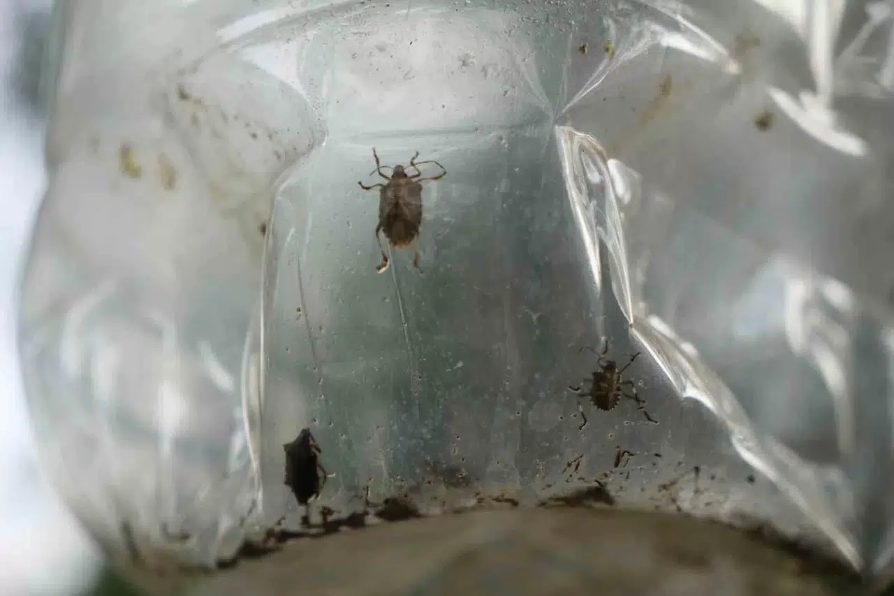 Çiftçinin Baş Belası Kahverengi Kokarca, Nemi Seviyor