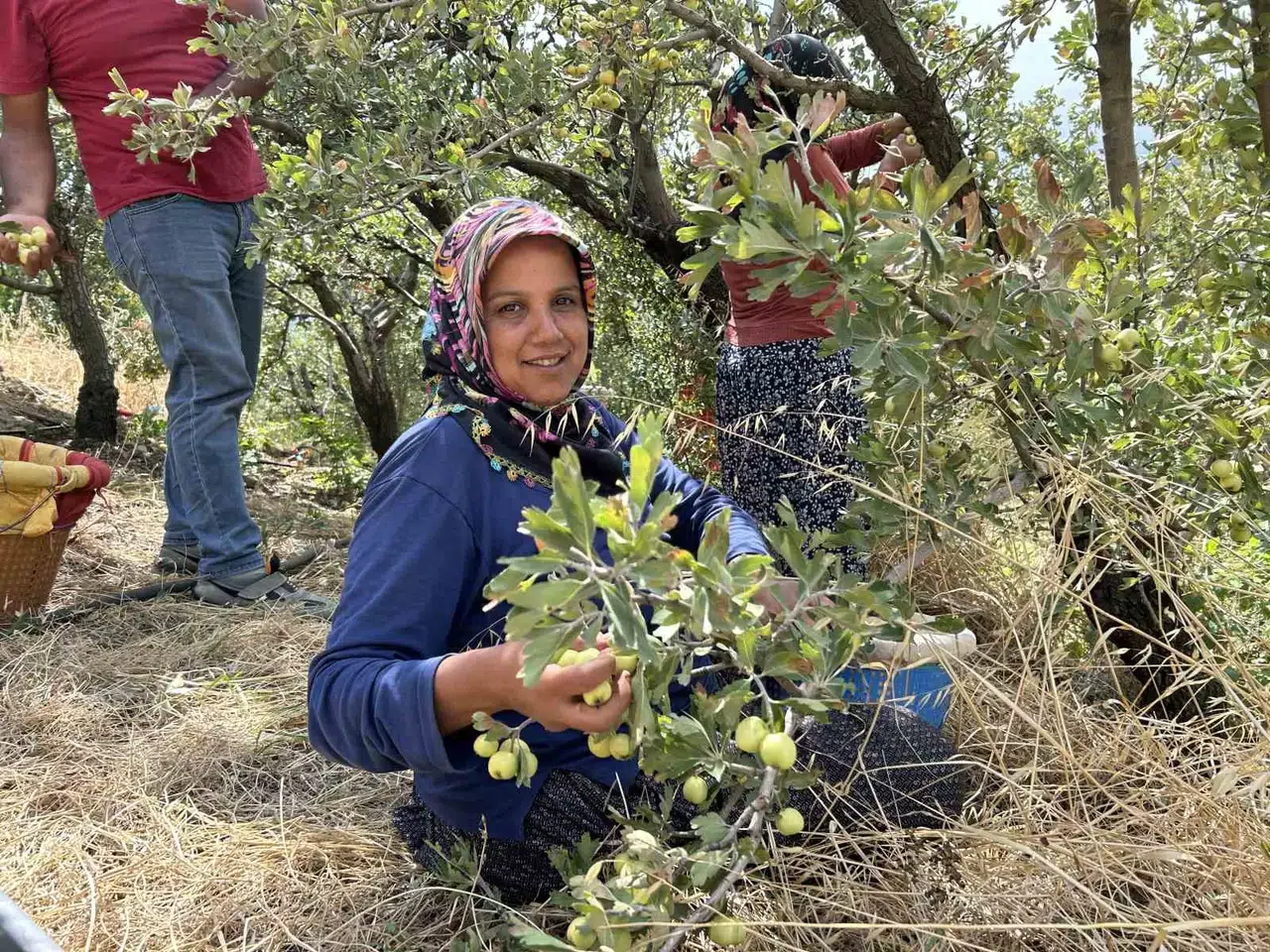 Depremzede Üreticinin Hasadından Mutlu Olduğu Alıç İhraç Ediliyor